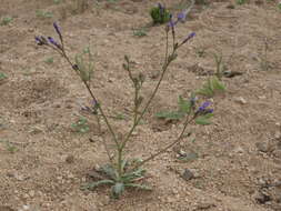 Image of scrub gilia