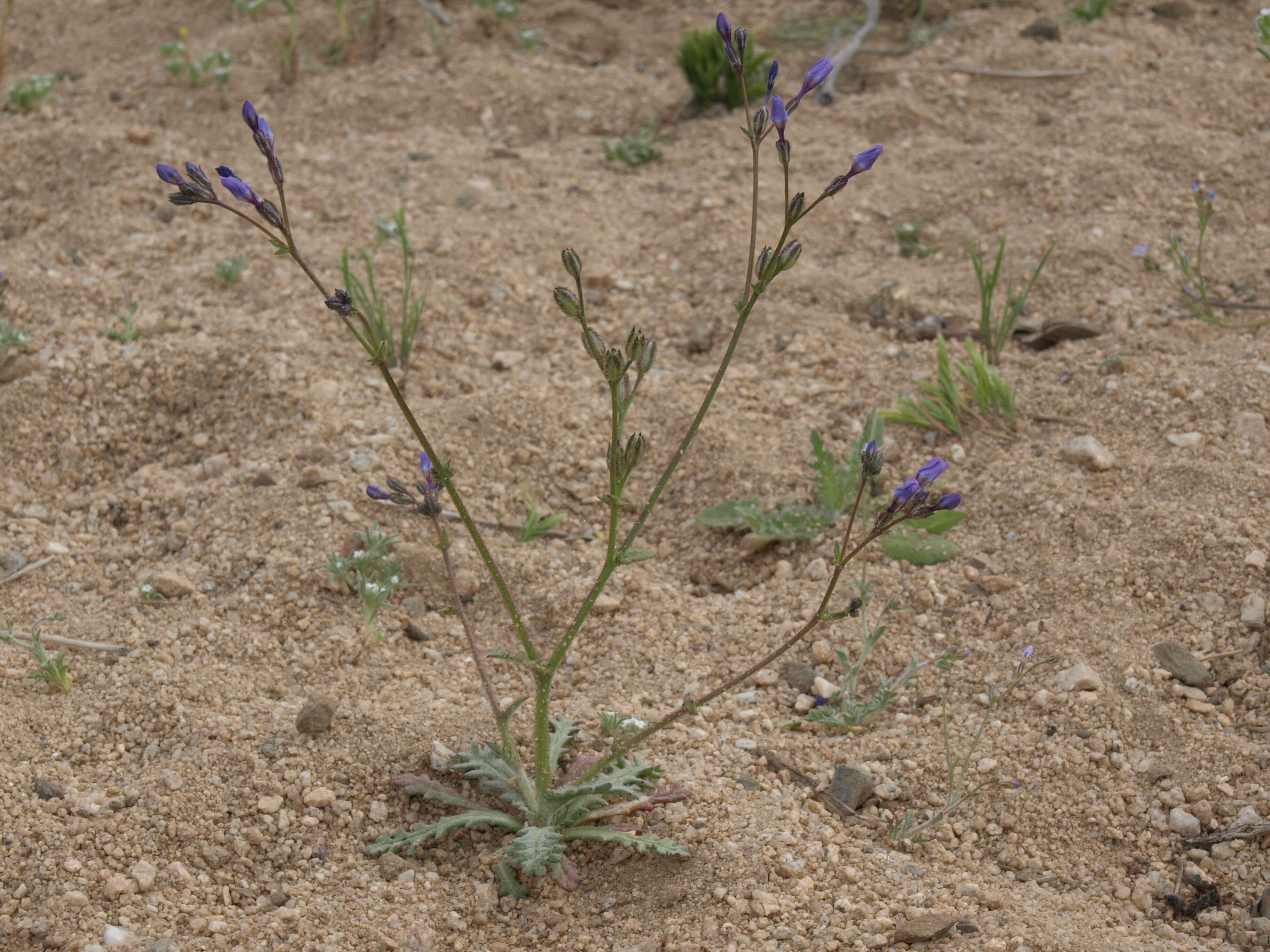 Image of scrub gilia