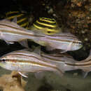 Image of Barred striped cardinalfish