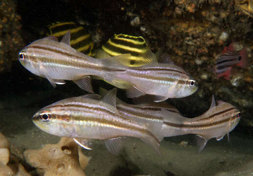 Image of Barred striped cardinalfish