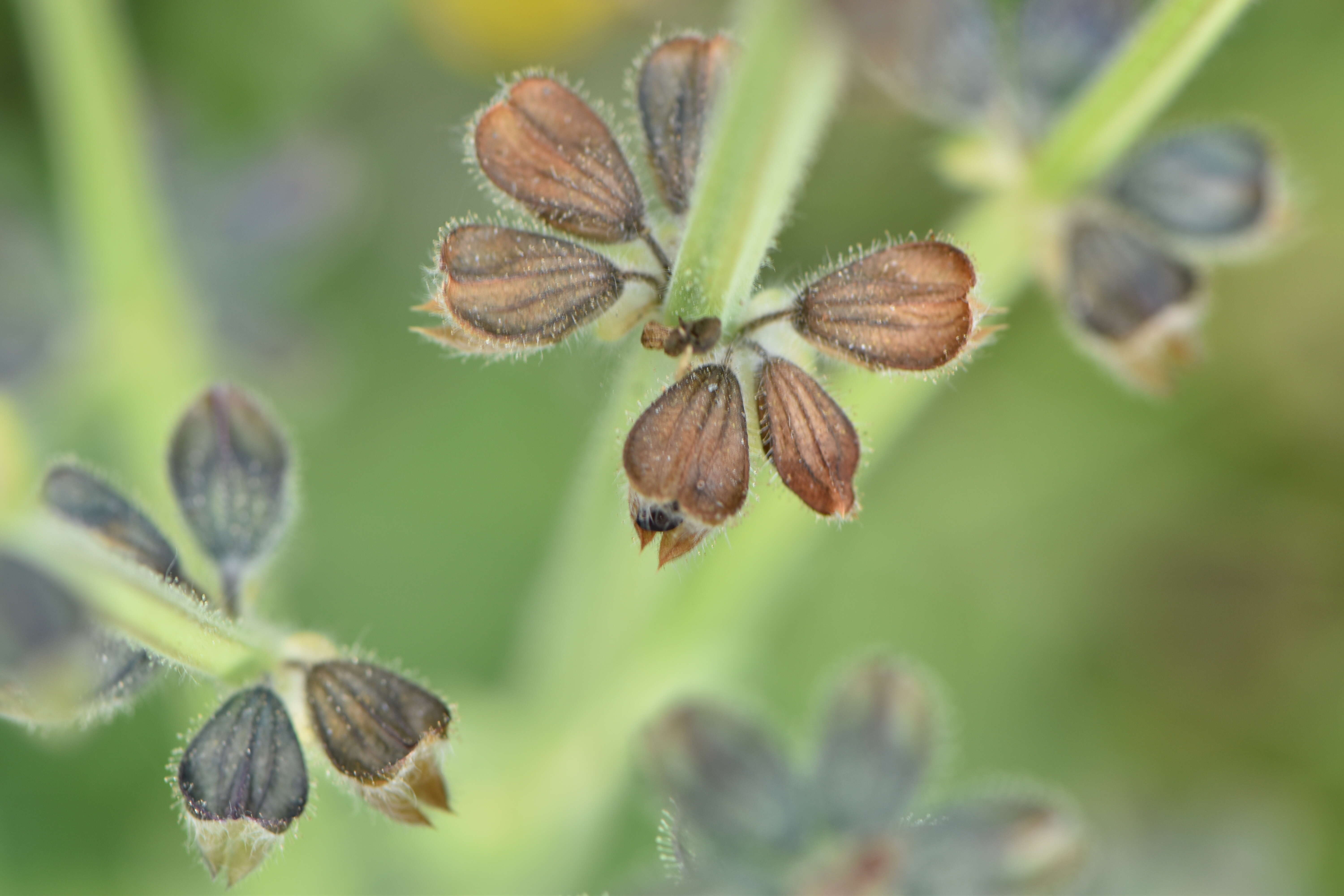 Image of verbena sage