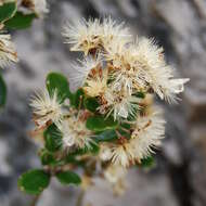 Image of Olearia tasmanica W. M. Curt.