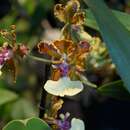 Image of Oncidium bicolor