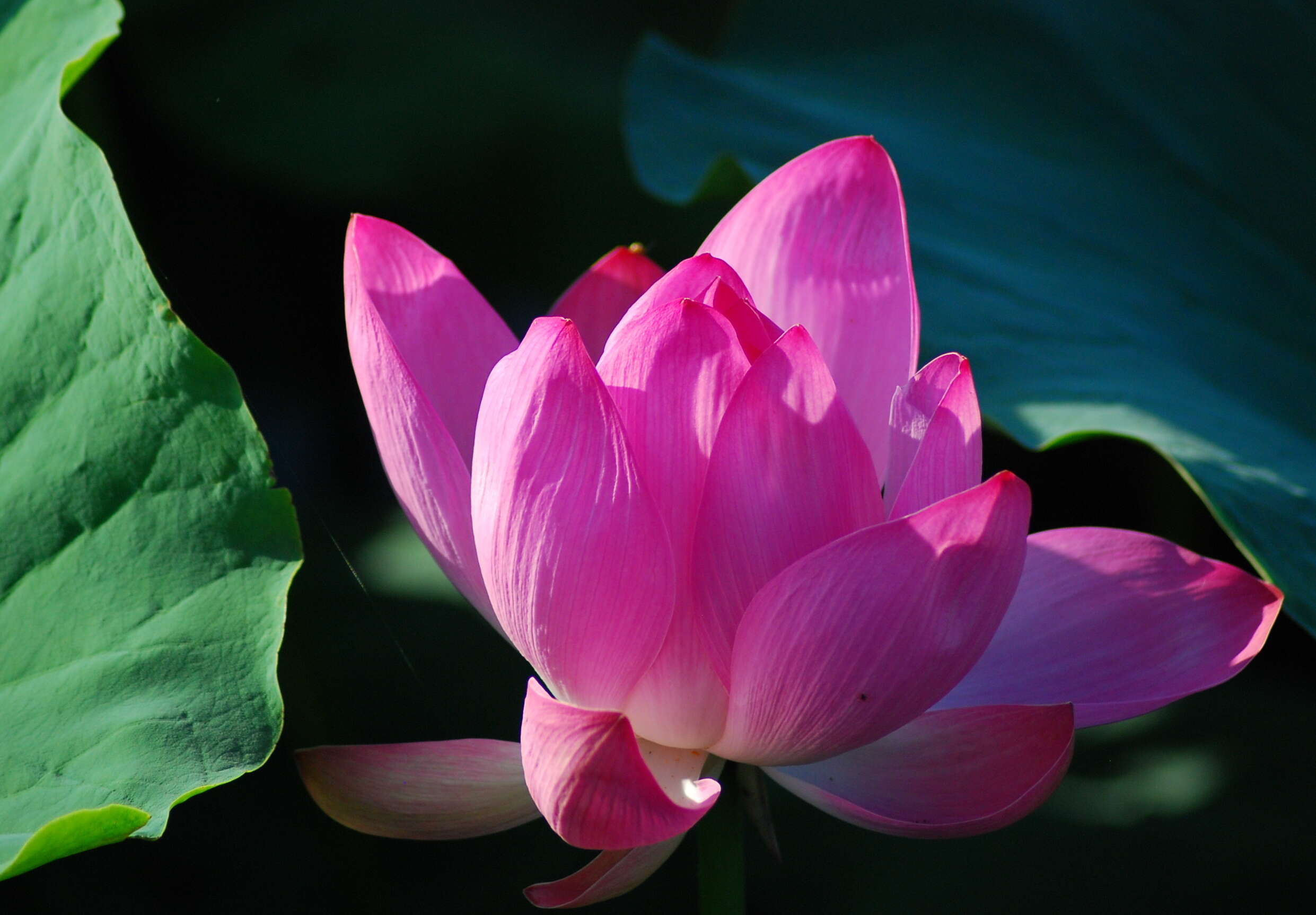 Image of lotus