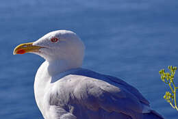 Image of Larus Linnaeus 1758