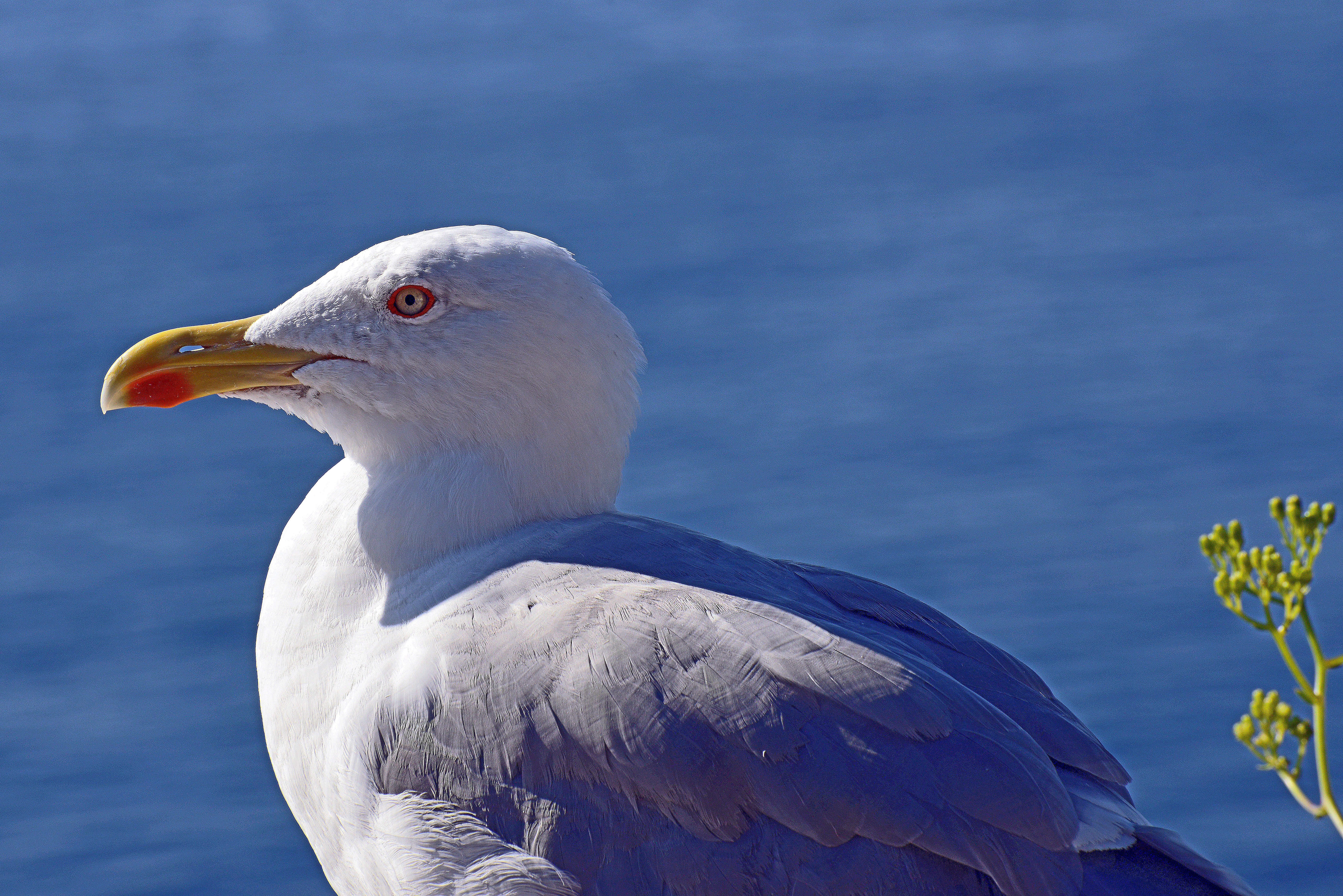 Image of Larus Linnaeus 1758