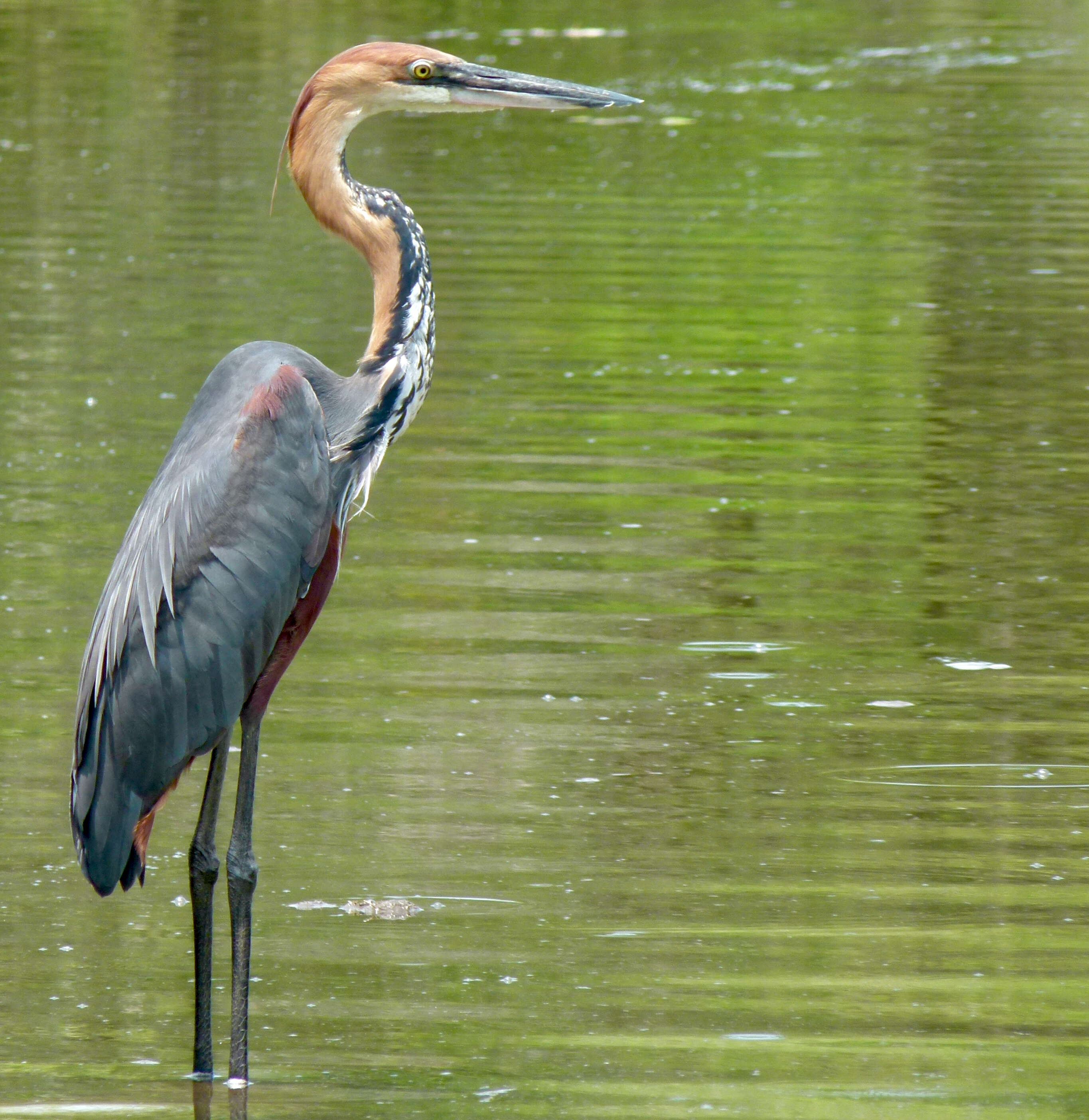 Image of Ardea Linnaeus 1758