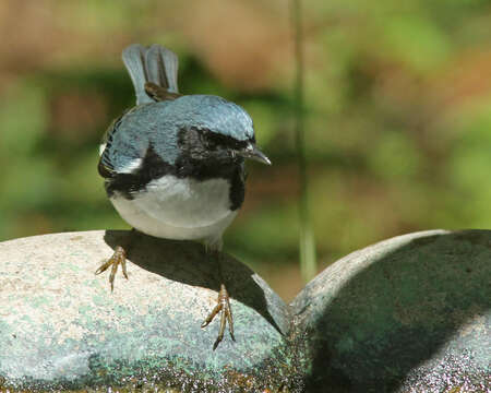 Imagem de Setophaga caerulescens (Gmelin & JF 1789)