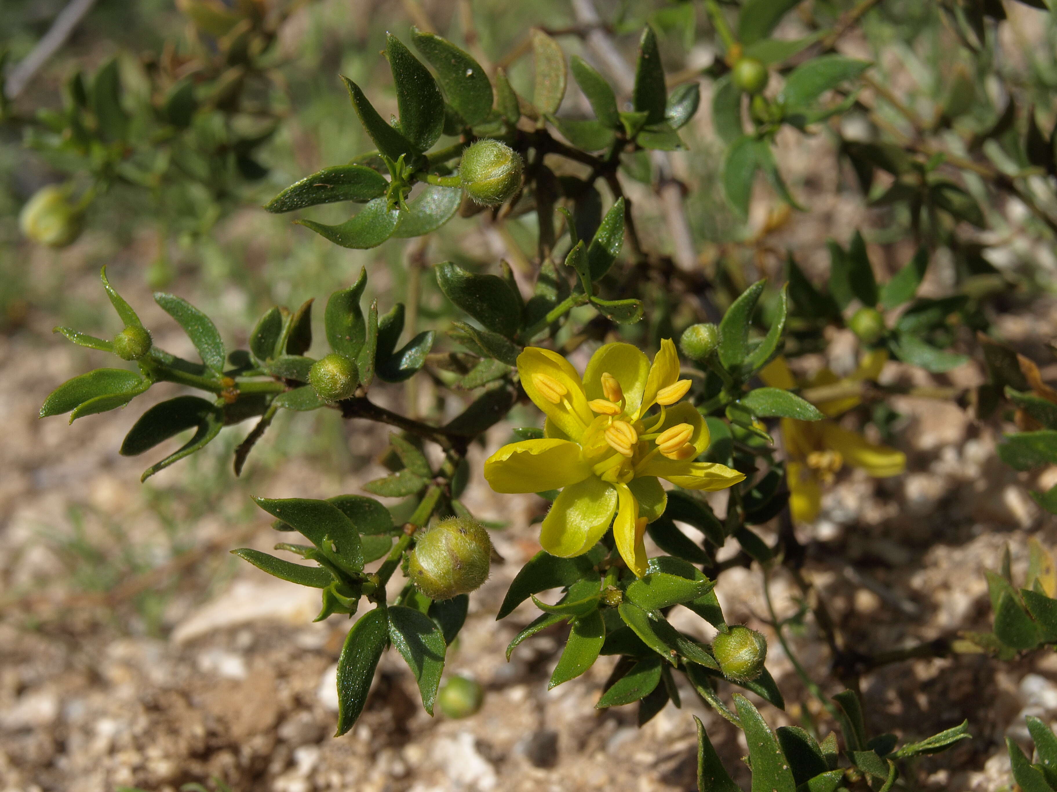 Image of creosote bush