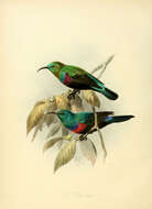 Image of Red-chested Sunbird