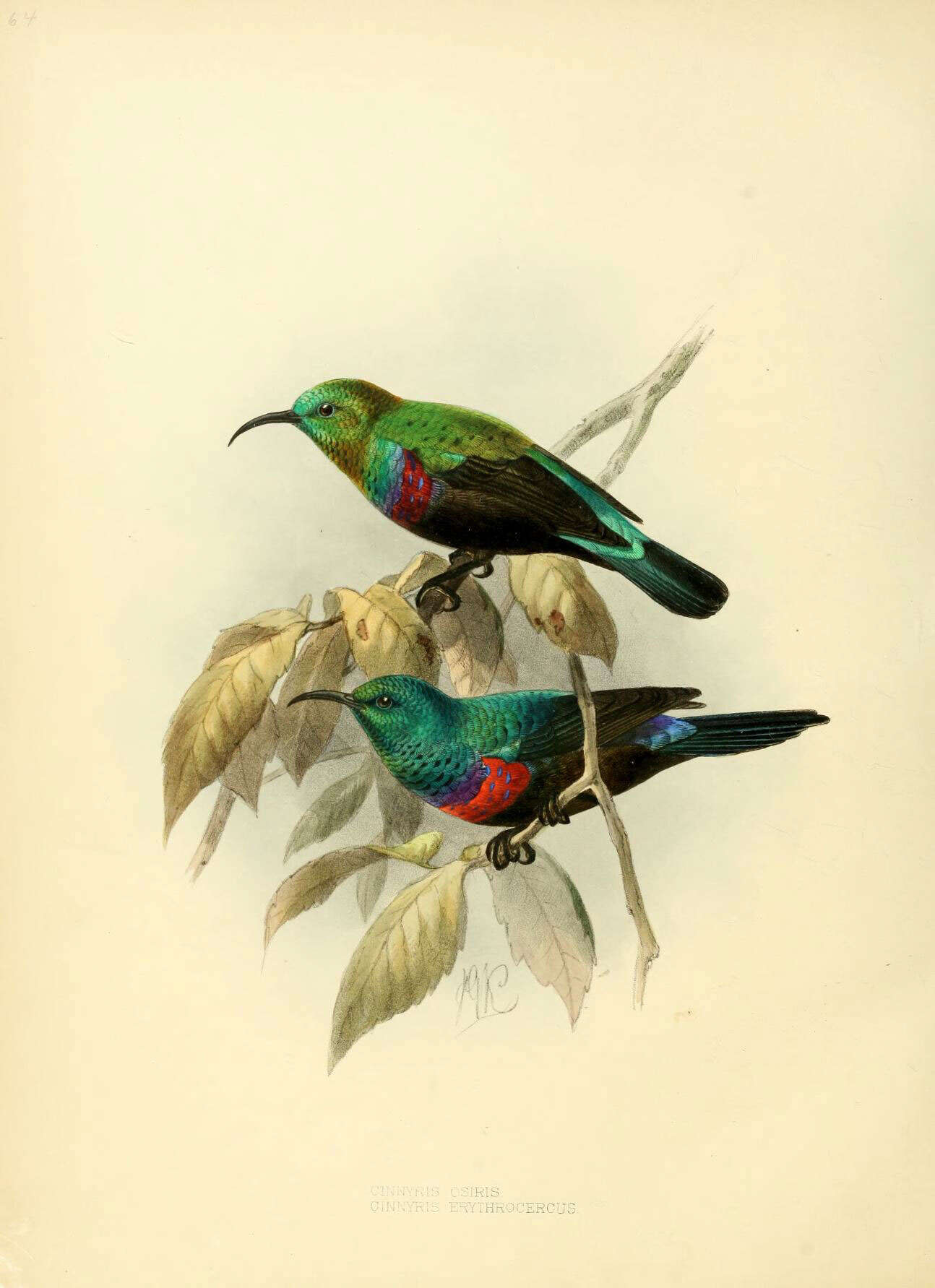 Image of Red-chested Sunbird