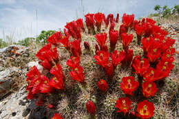 Image de Echinocereus triglochidiatus Engelm.