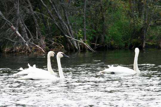 Image of Trumpeter Swan