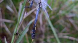 Image of Skimmers (Dragonflies)