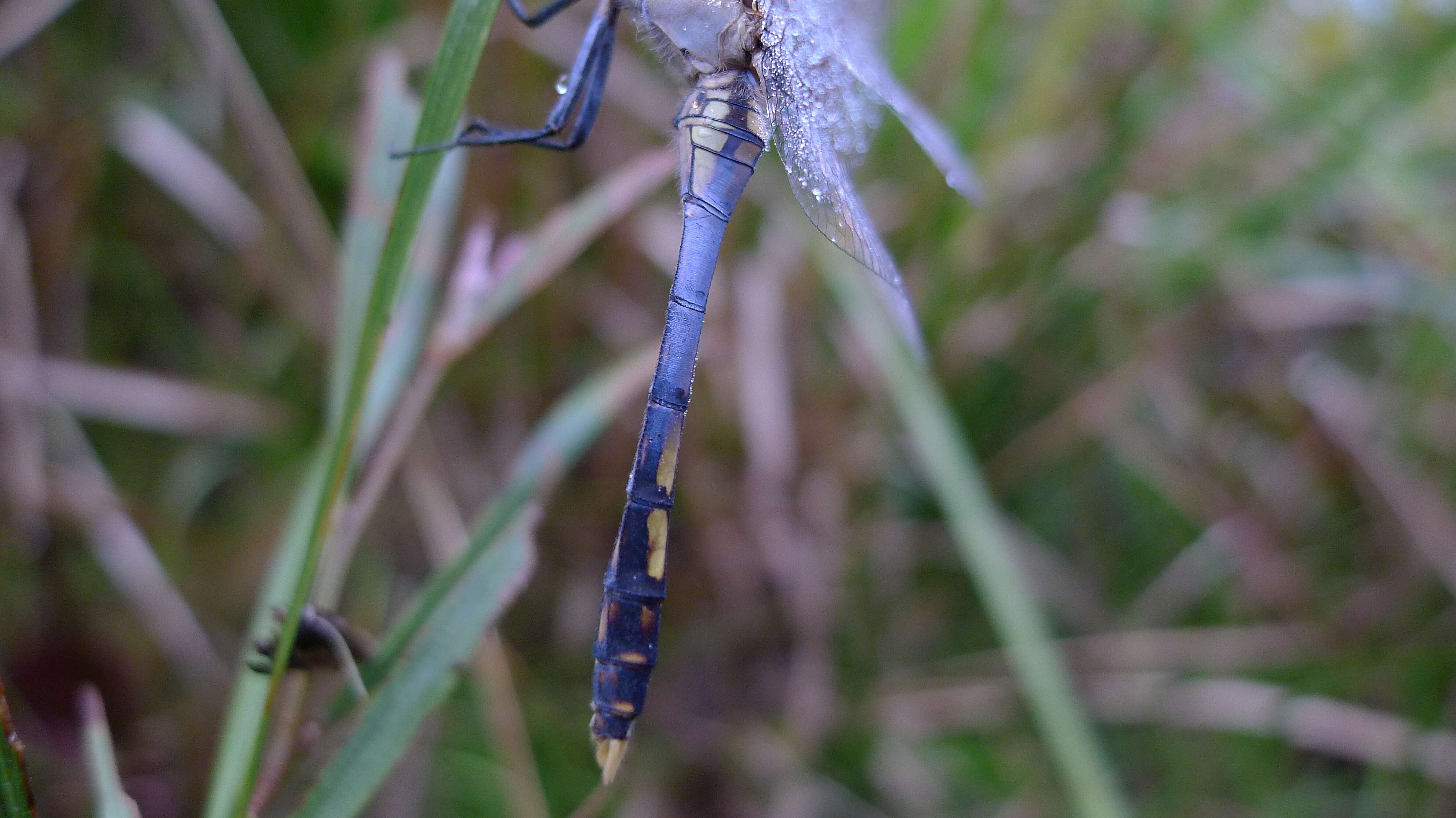 Image of Skimmers (Dragonflies)