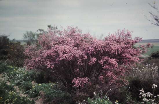 Imagem de Magnoliophyta