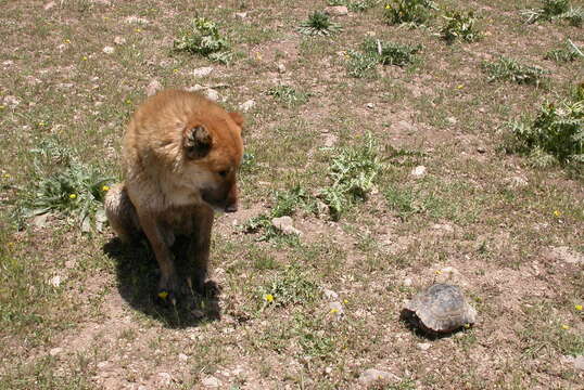 Image of Testudo