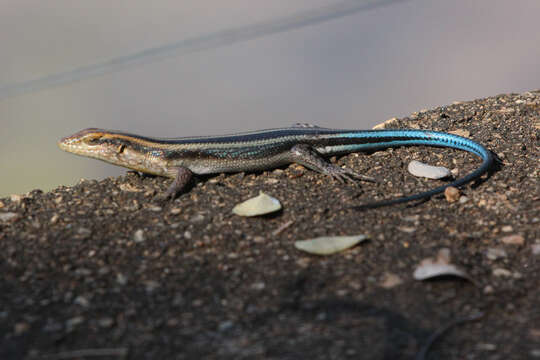 Image of Trachylepis margaretifera