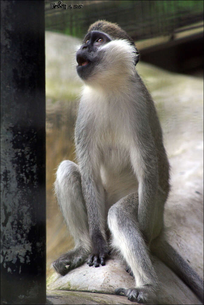 Image of Vervet Monkey