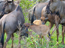 Image of wildebeest