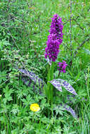 Image of Western Marsh-orchid