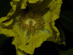 Image of Muntingiaceae