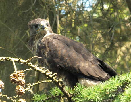 Image of Common Buzzard