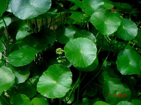 Hydrocotyle resmi