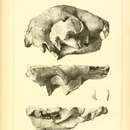 Image of <i>Machairodus primaevus</i> (Leidy & Owen 1851)