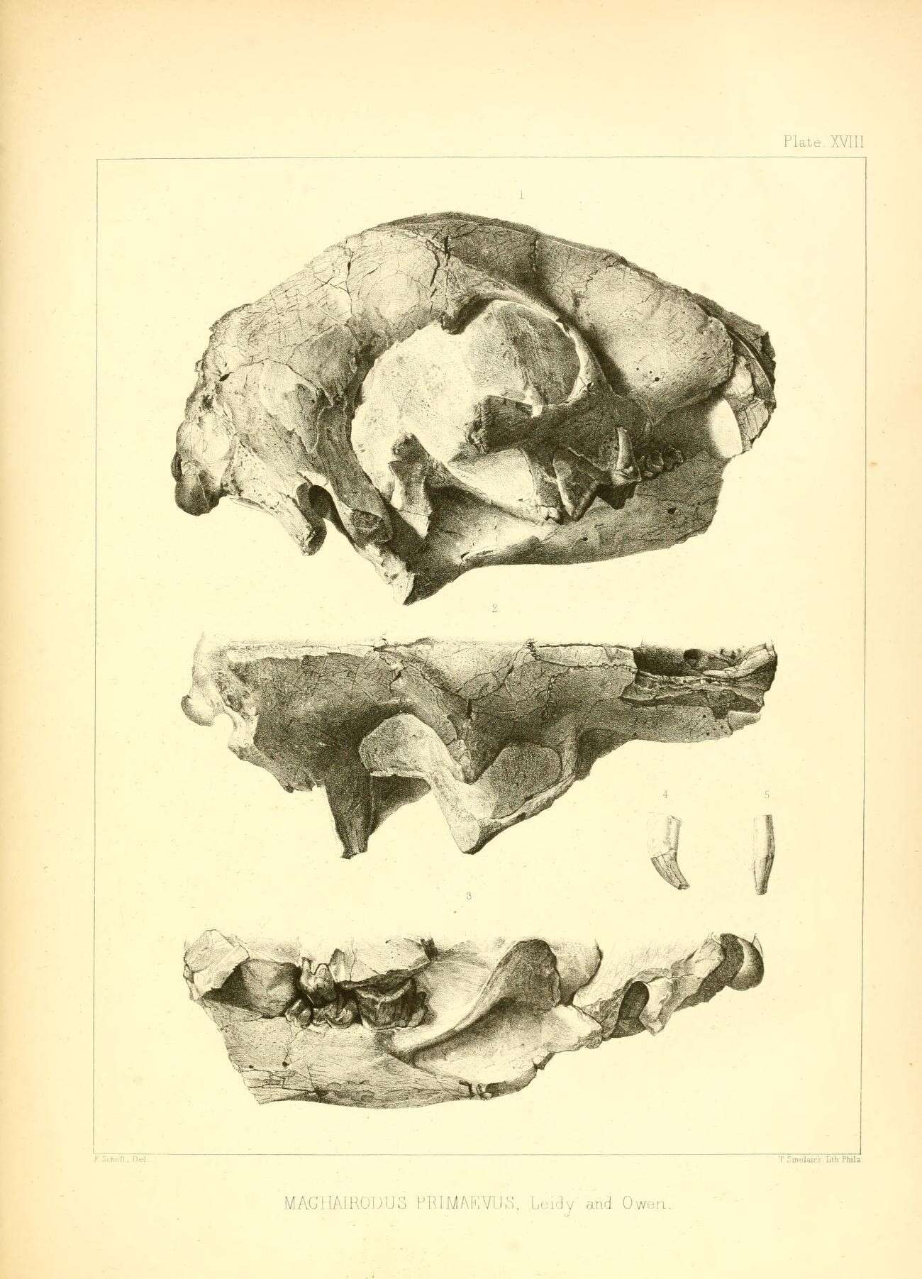 Image of Hoplophoneus Cope 1874