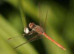 Image of Desert Darter