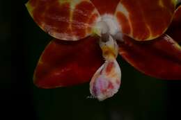 Image of Moth orchids