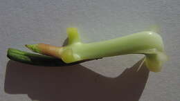 Image of Coryanthes speciosa Hook.