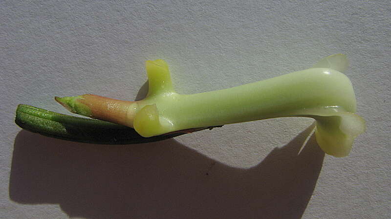 Image of Coryanthes speciosa Hook.
