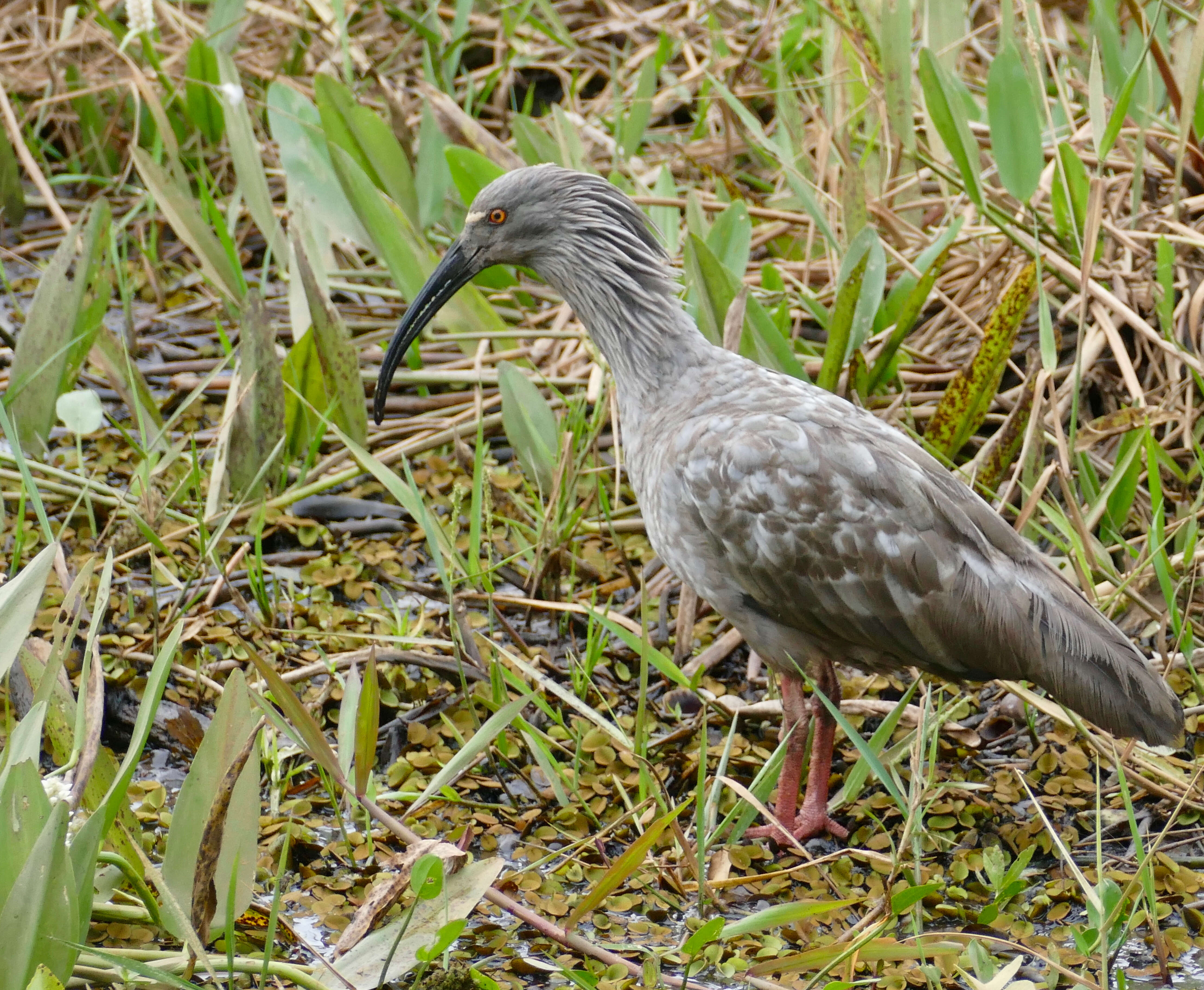 Image of Plumbeous Ibis