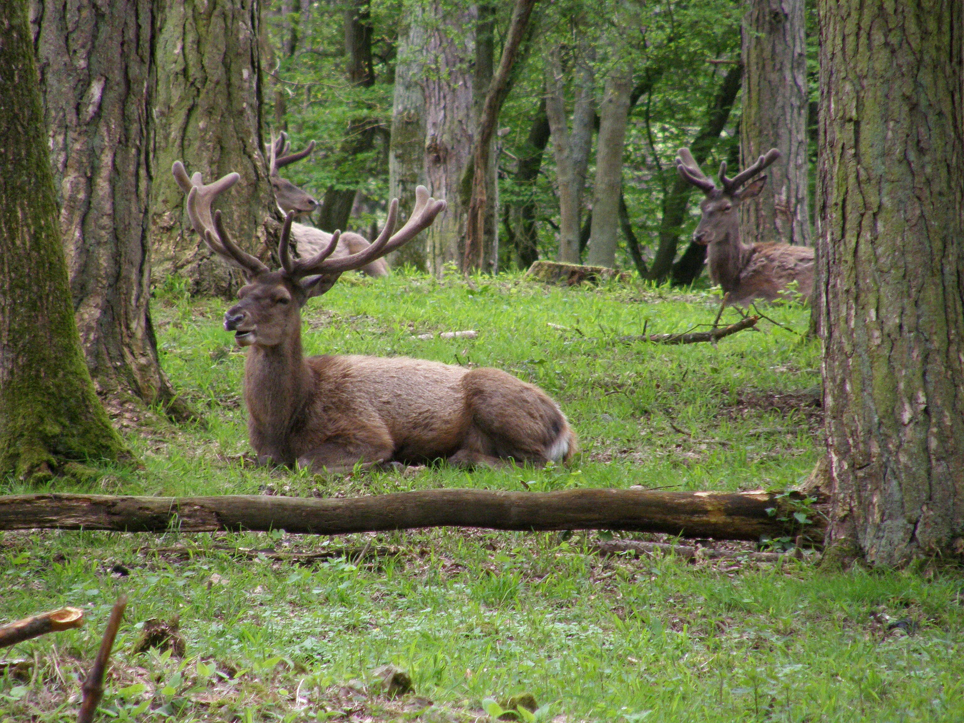 Image of Cervus Linnaeus 1758