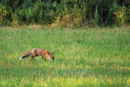 Image of Foxes