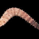 Image of Bottleneck Sea Cucumber