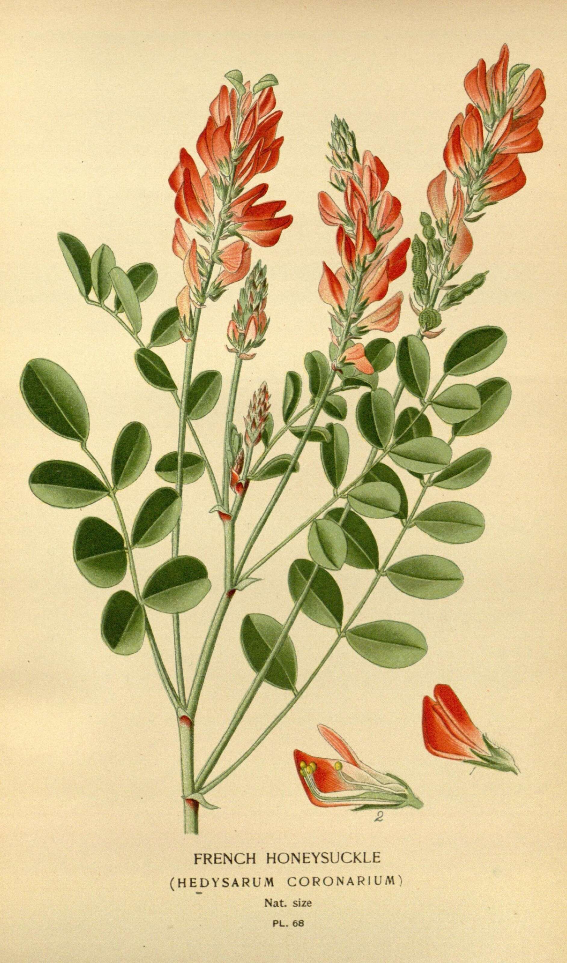 Image of sweetvetch