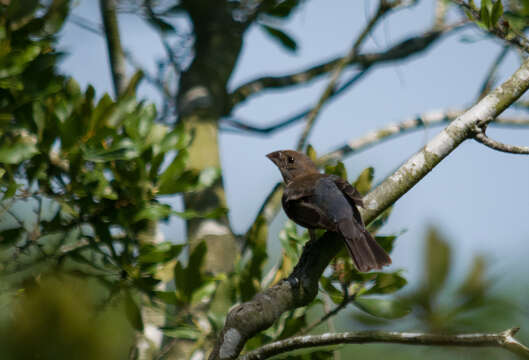 Image of Blue Grosbeak