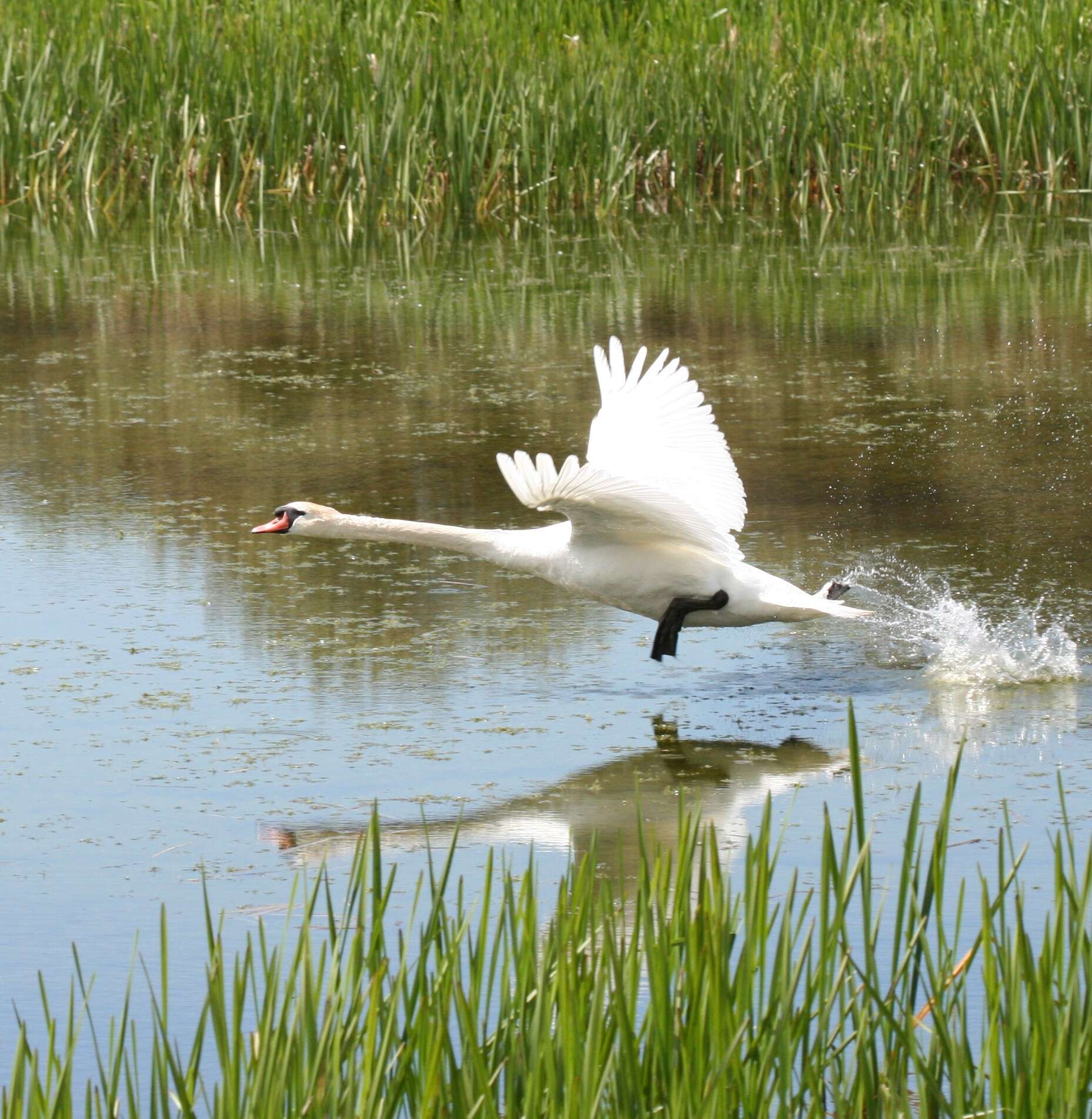 Image of Swan