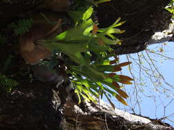 Image of staghorn