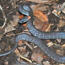 Image of Mountain Slug Snake