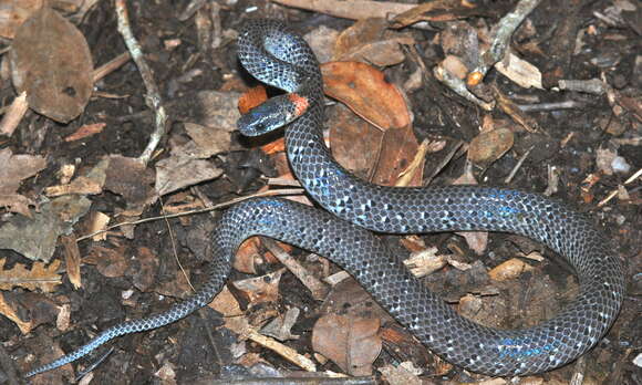 Image of Mountain Slug Snake