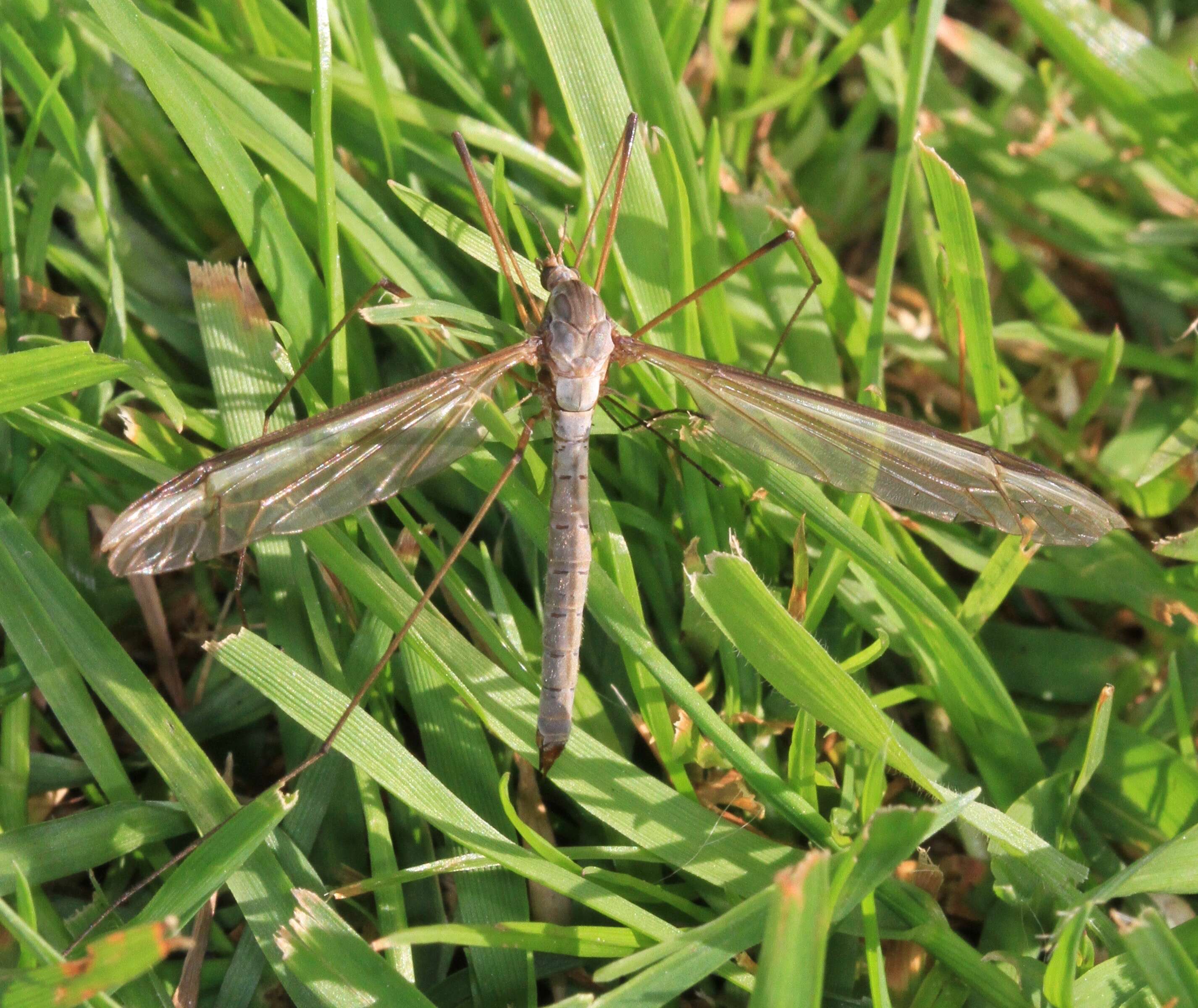 Image of Marsh crane fly