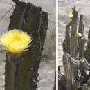 Image of Corryocactus brevistylus (K. Schum. ex Vaupel) Britton & Rose