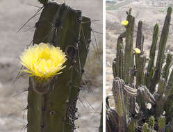 Image of Corryocactus brevistylus (K. Schum. ex Vaupel) Britton & Rose