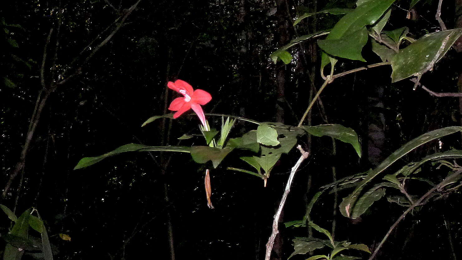 Image of Ruellia affinis (Schrad.) Lindau