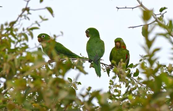 Image of Aratinga leucophthalma