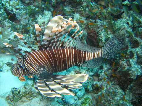 Pterois miles (Bennett 1828) resmi